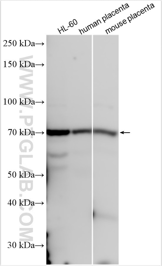 RARS2 Antibody in Western Blot (WB)