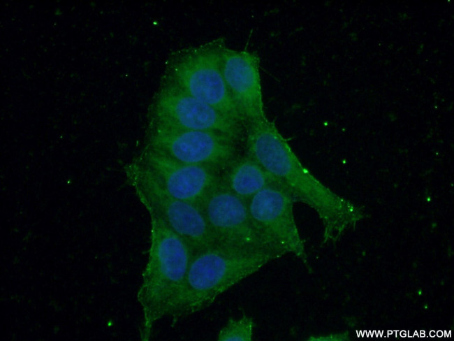KPTN Antibody in Immunocytochemistry (ICC/IF)
