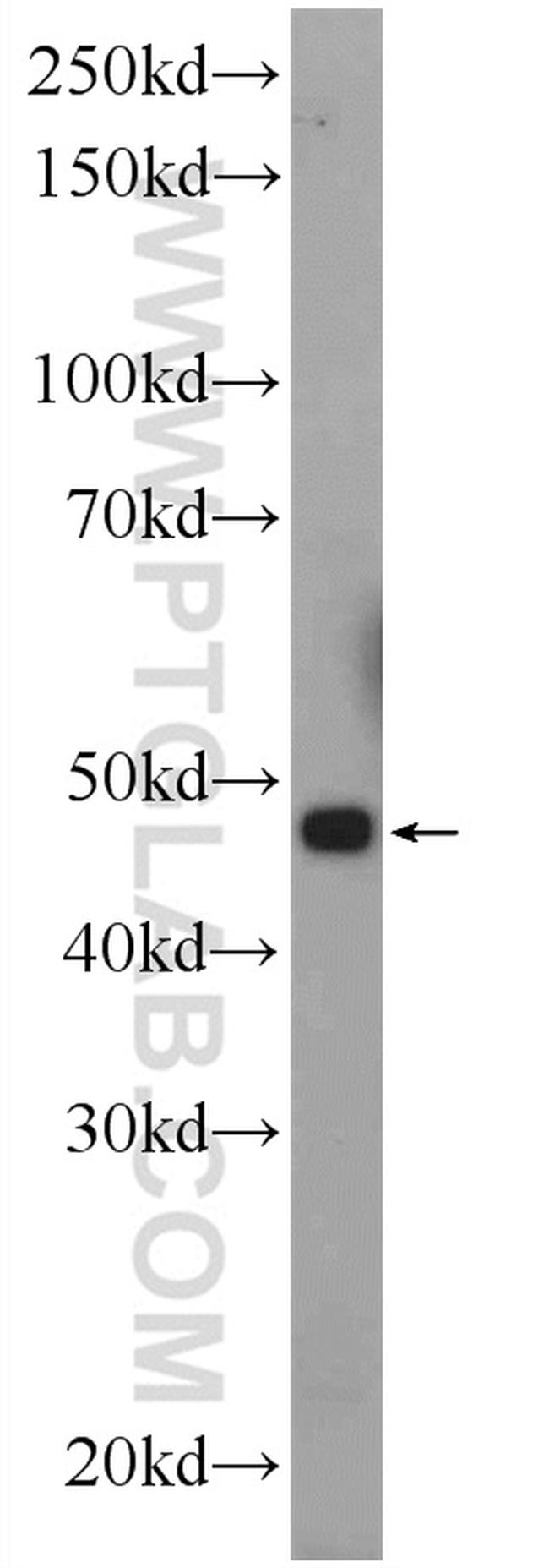 CGRRF1 Antibody in Western Blot (WB)