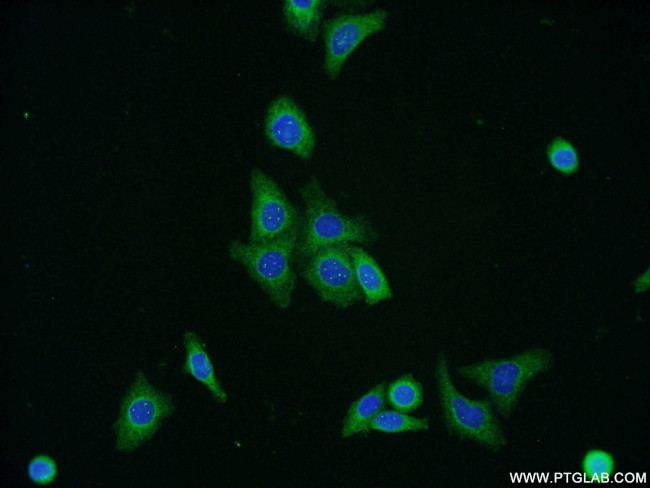 ERGIC1 Antibody in Immunocytochemistry (ICC/IF)