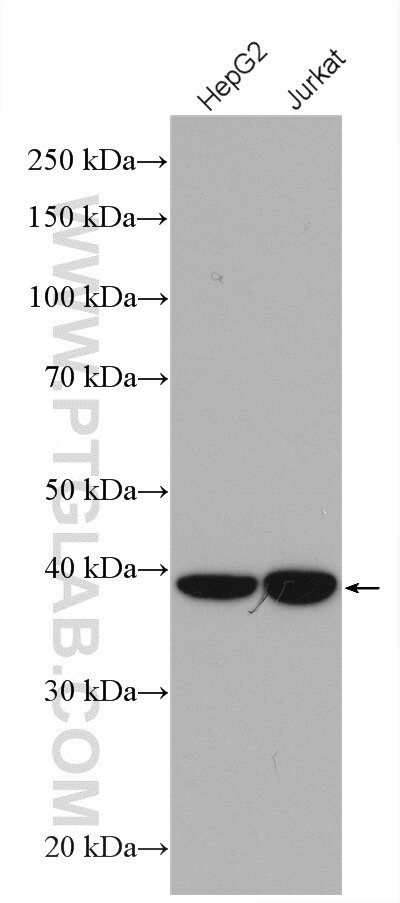 FDPS Antibody in Western Blot (WB)