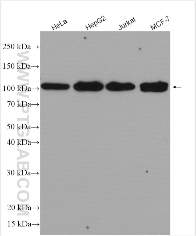 INTS4 Antibody in Western Blot (WB)