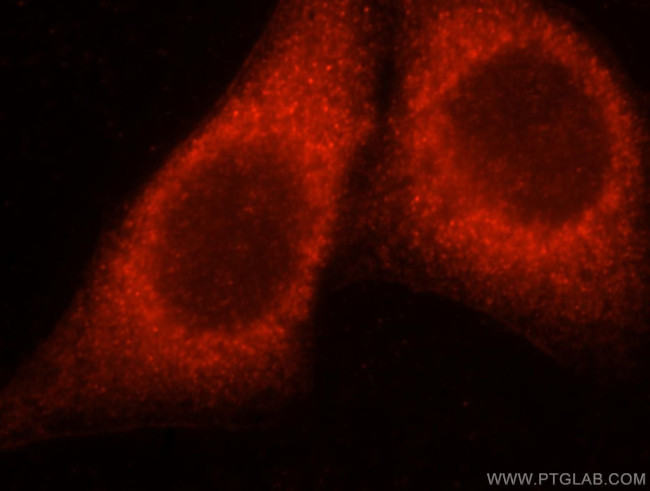 CAB39L Antibody in Immunocytochemistry (ICC/IF)