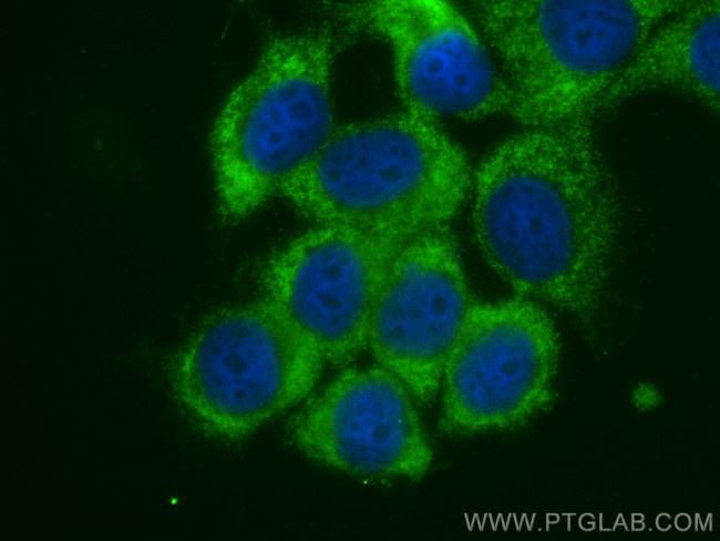 PCBP3 Antibody in Immunocytochemistry (ICC/IF)