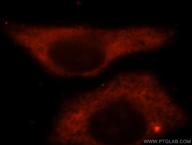 BAG1L Antibody in Immunocytochemistry (ICC/IF)
