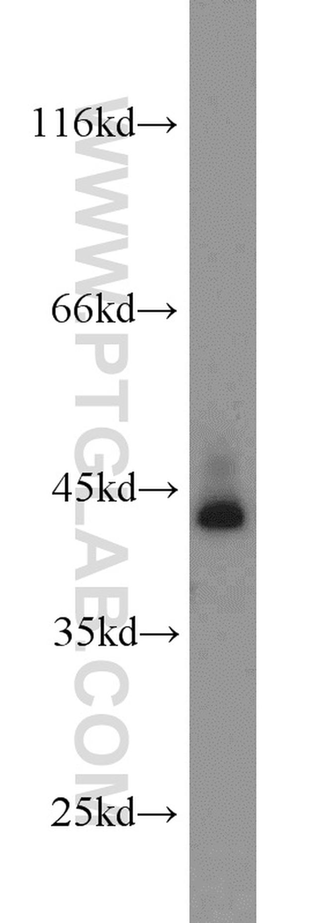 HTF9C Antibody in Western Blot (WB)