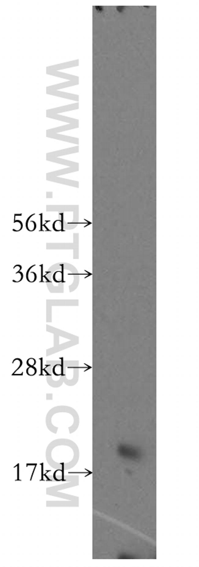 MRPS24 Antibody in Western Blot (WB)