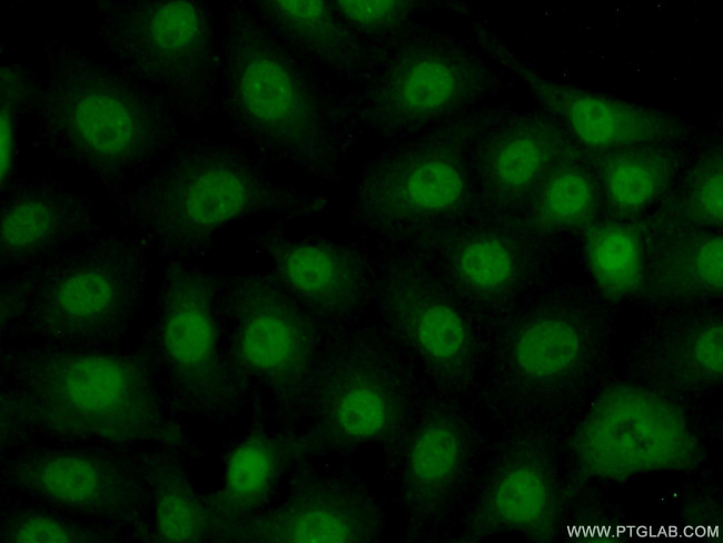 ZNF446 Antibody in Immunocytochemistry (ICC/IF)