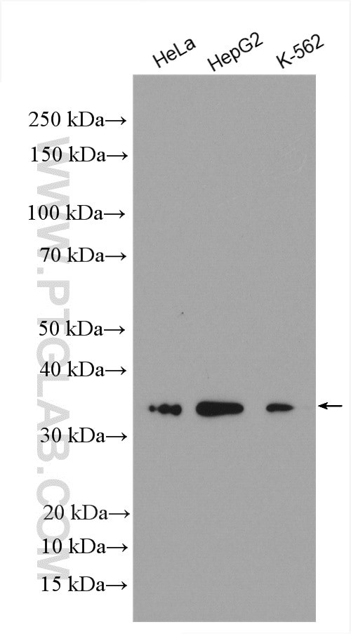 MRPL1 Antibody in Western Blot (WB)