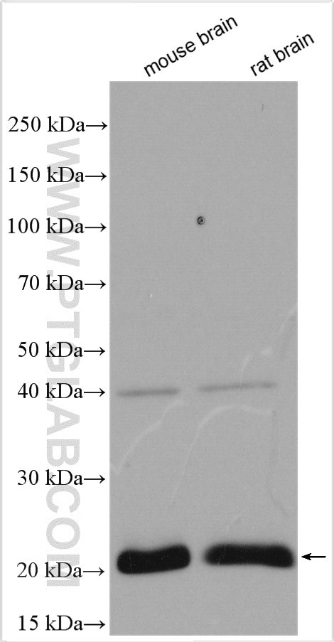 RAP2B Antibody in Western Blot (WB)