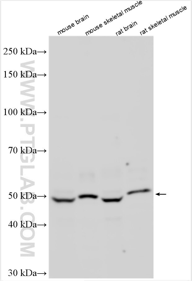 PPM1J Antibody in Western Blot (WB)