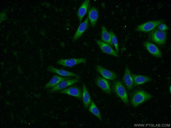 SYAP1 Antibody in Immunocytochemistry (ICC/IF)