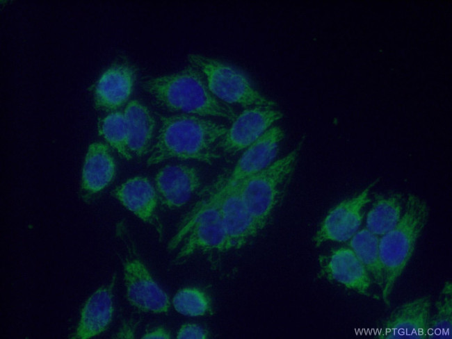 MRPS36 Antibody in Immunocytochemistry (ICC/IF)