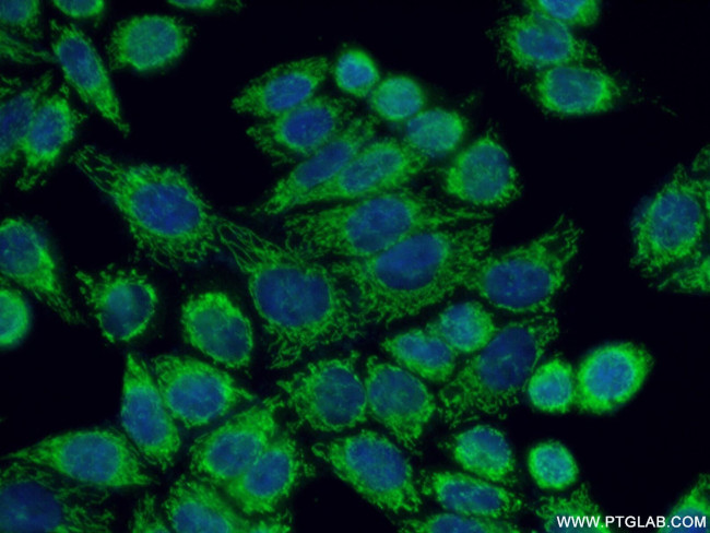 GHITM Antibody in Immunocytochemistry (ICC/IF)