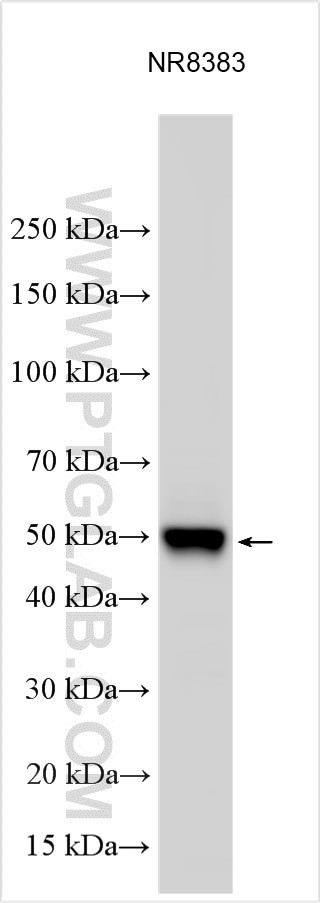 Claudin 15 Antibody in Western Blot (WB)