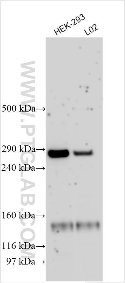 PXK Antibody in Western Blot (WB)