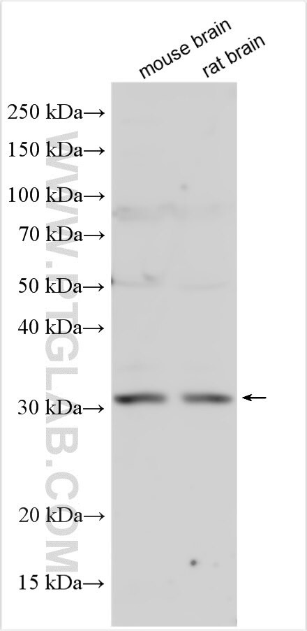 METRN Antibody in Western Blot (WB)