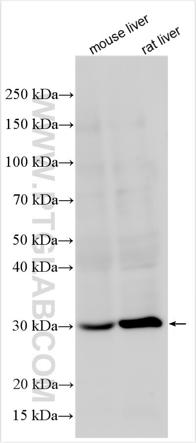 ATP5S Antibody in Western Blot (WB)