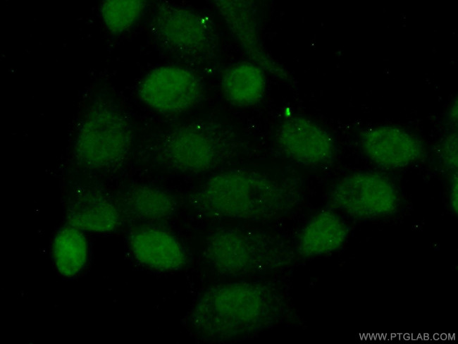 NOL6 Antibody in Immunocytochemistry (ICC/IF)