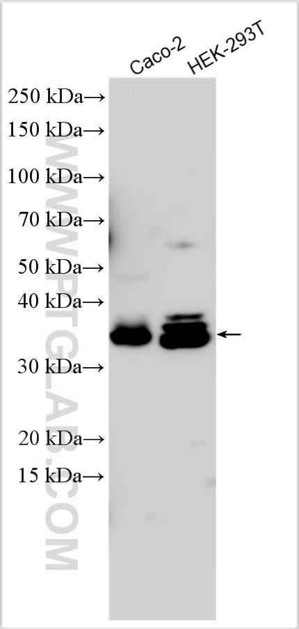 TOMM40L Antibody in Western Blot (WB)