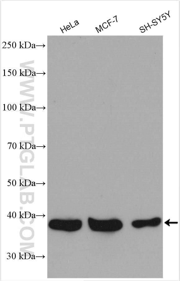 MRM1 Antibody in Western Blot (WB)