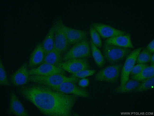 MOCOS Antibody in Immunocytochemistry (ICC/IF)