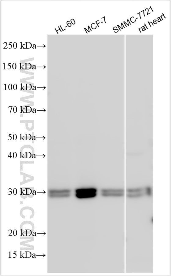 YIF1B Antibody in Western Blot (WB)