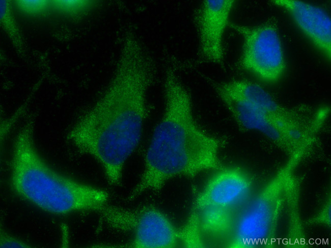 STYXL1 Antibody in Immunocytochemistry (ICC/IF)