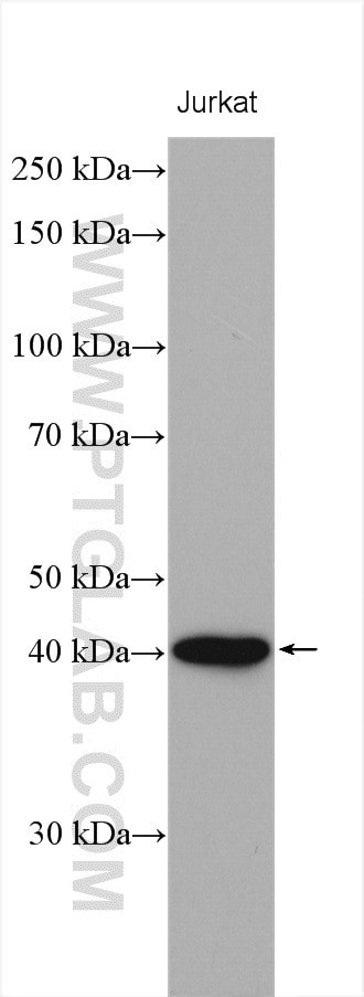 PNMA2 Antibody in Western Blot (WB)