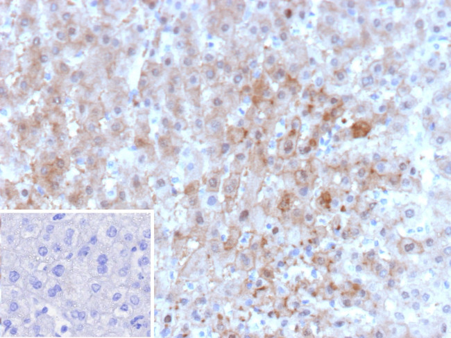 Aldo-keto Reductase Family 1 Member C1/DD1 Antibody in Immunohistochemistry (Paraffin) (IHC (P))