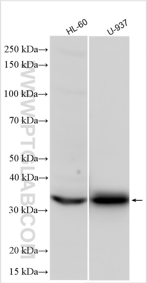 CD302 Antibody in Western Blot (WB)