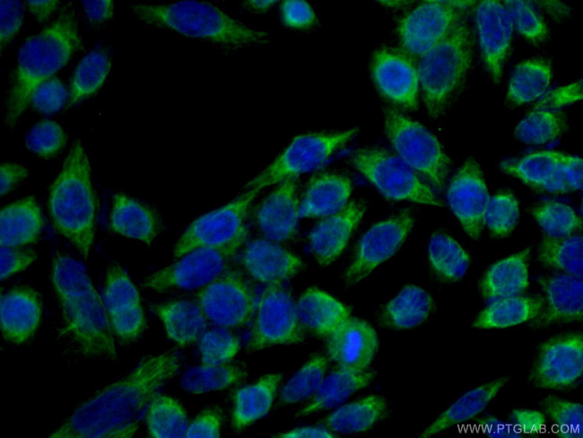 NDUFA4L2 Antibody in Immunocytochemistry (ICC/IF)