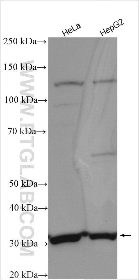 MRPL2 Antibody in Western Blot (WB)