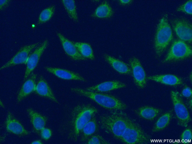 DNAJB14 Antibody in Immunocytochemistry (ICC/IF)