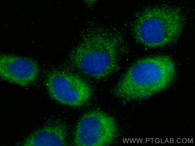GLIPR2 Antibody in Immunocytochemistry (ICC/IF)