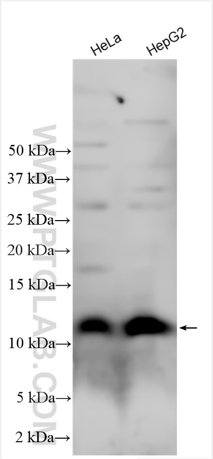 HSP10 Antibody in Western Blot (WB)
