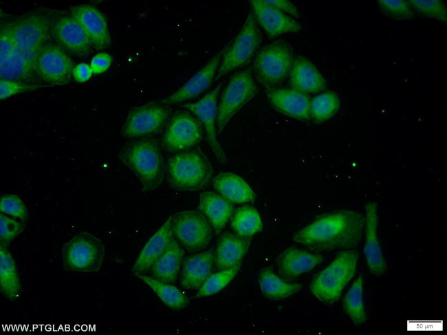 PMEPA1 Antibody in Immunocytochemistry (ICC/IF)