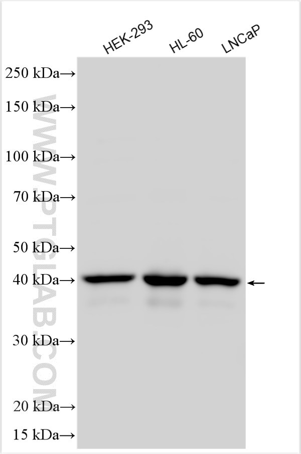 IMPACT Antibody in Western Blot (WB)