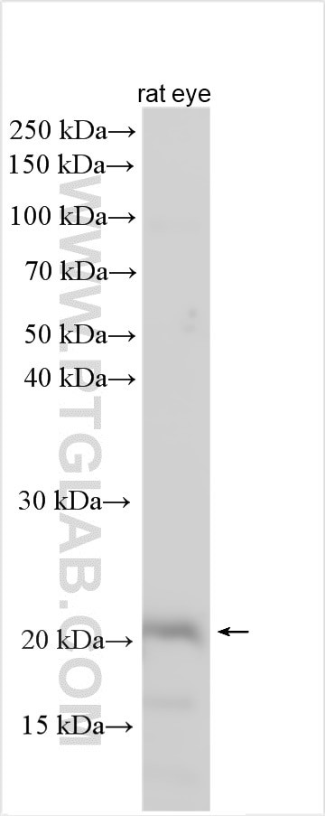 CRYGS Antibody in Western Blot (WB)