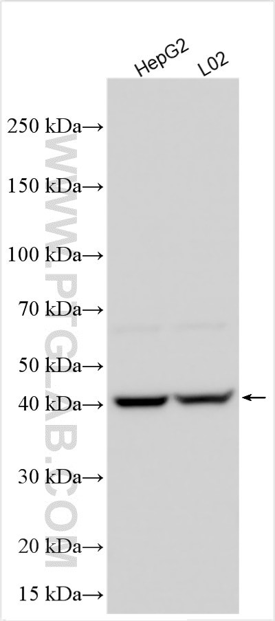 AGPAT4 Antibody in Western Blot (WB)