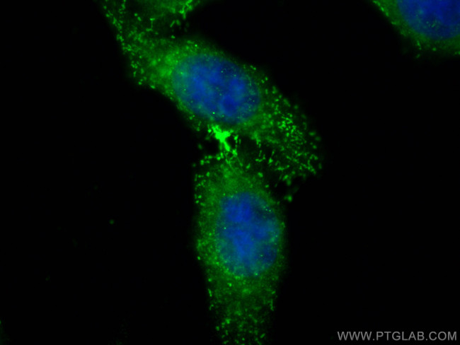 HAO2 Antibody in Immunocytochemistry (ICC/IF)
