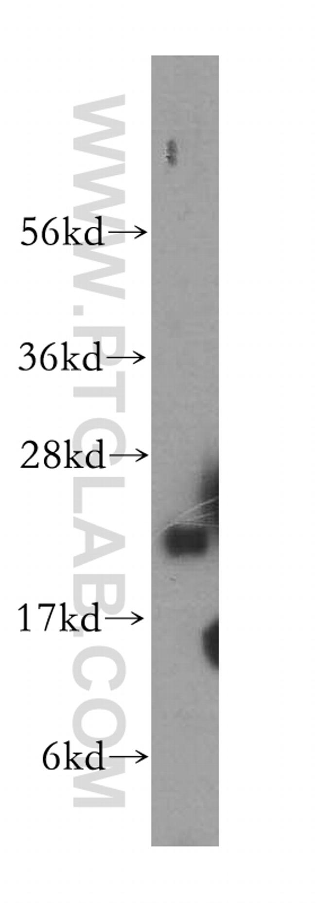 TMEM11 Antibody in Western Blot (WB)