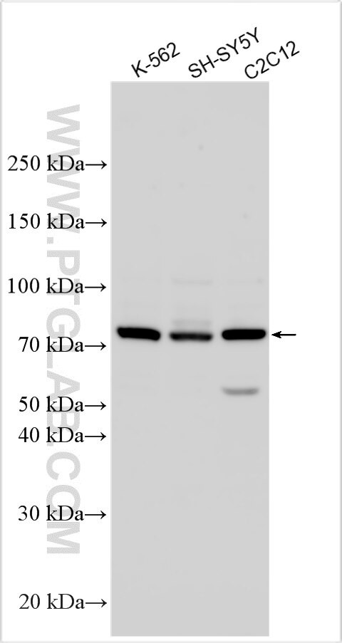 NAAA Antibody in Western Blot (WB)