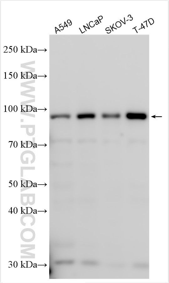 SLFN5 Antibody in Western Blot (WB)