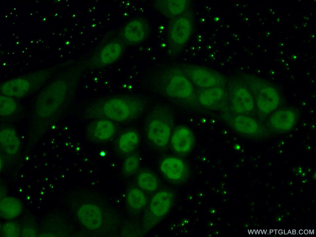C20orf43 Antibody in Immunocytochemistry (ICC/IF)