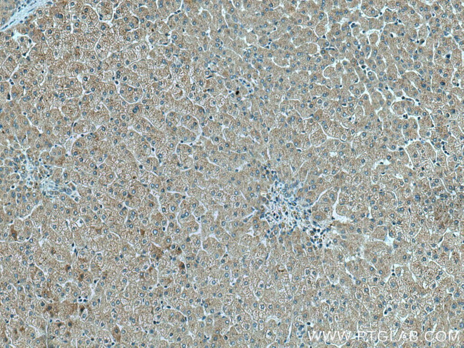 C18orf55 Antibody in Immunohistochemistry (Paraffin) (IHC (P))