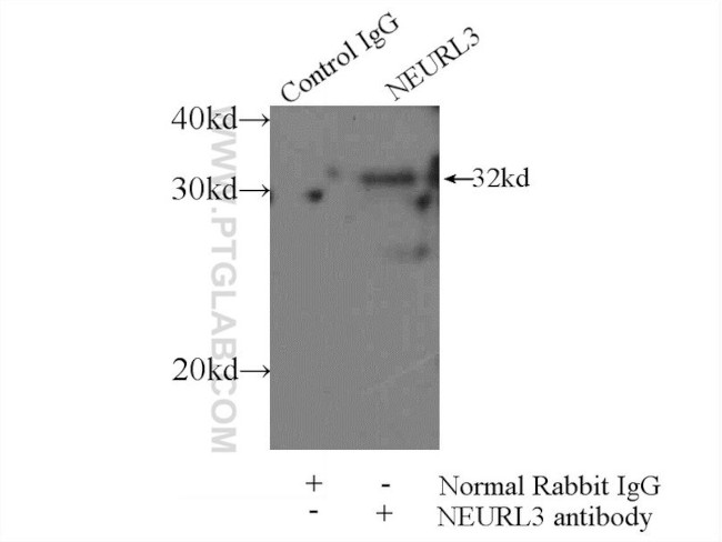 NEURL3 Antibody in Immunoprecipitation (IP)