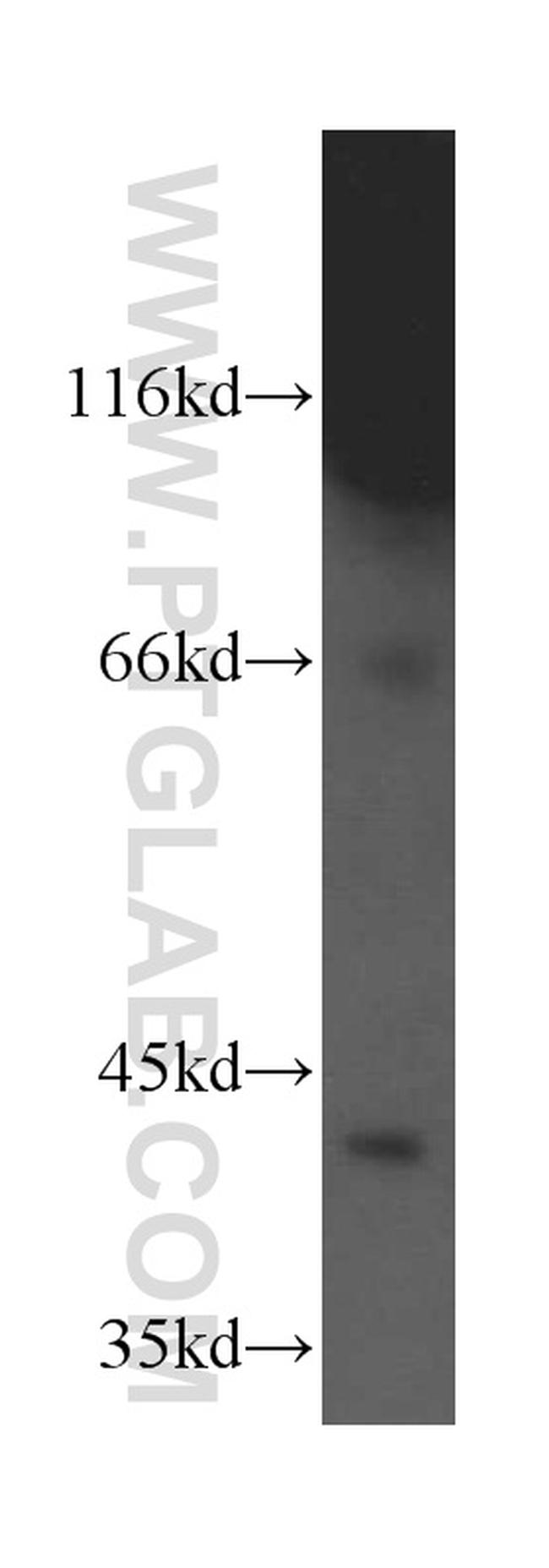 PRKX Antibody in Western Blot (WB)