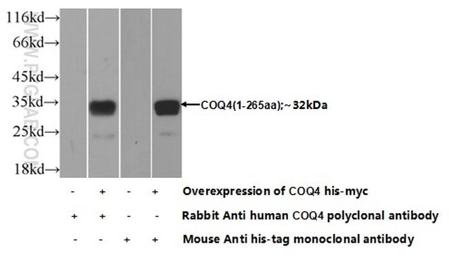 COQ4 Antibody in Western Blot (WB)
