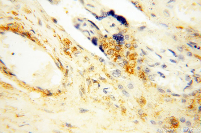 SPATA19 Antibody in Immunohistochemistry (Paraffin) (IHC (P))